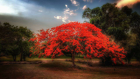 Frog Hollow Frame Tree in Flower